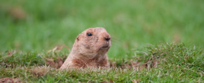 Groundhog